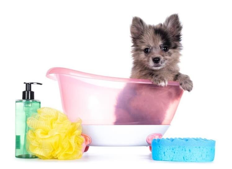 Find the Perfect Dog Shampoo for Your Pooch 2