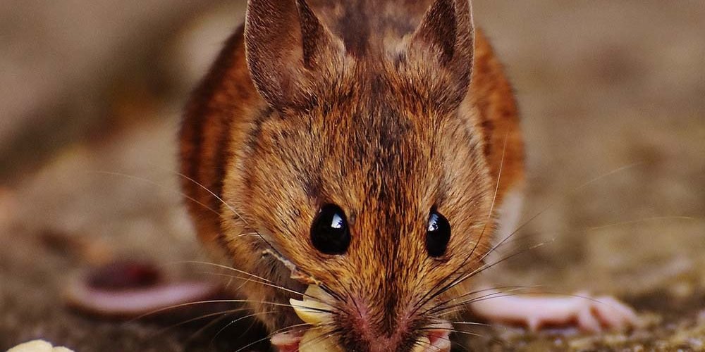 How You Can Handle a Mouse Infestation