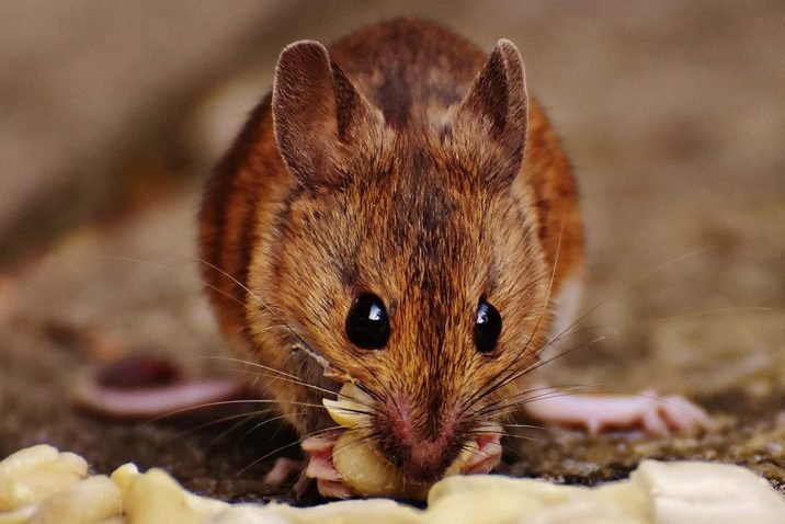 How You Can Handle a Mouse Infestation