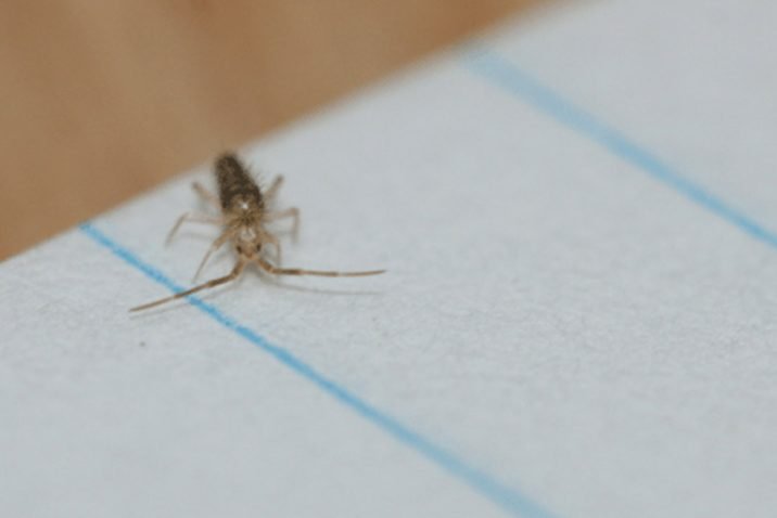 How to get rid of springtail bugs in your Nashville home