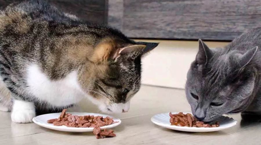 The Best Food For Cats With Constipation