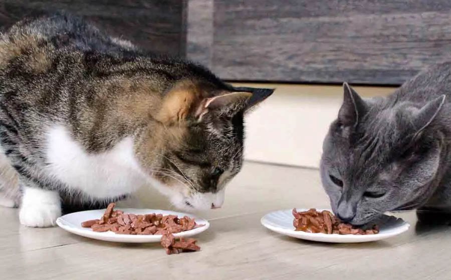 the-best-food-for-cats-with-constipation