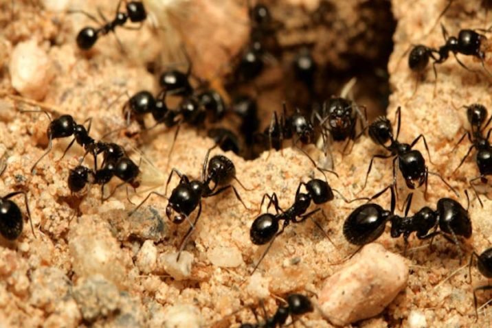 What Are The Different Types Of Ants You May Find In Your Home