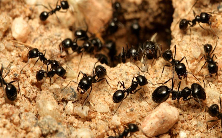 What Are The Different Types Of Ants You May Find In Your Home?