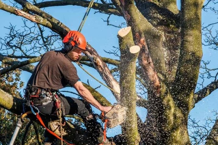 What are the Risks of Tree Trimming in New Orleans