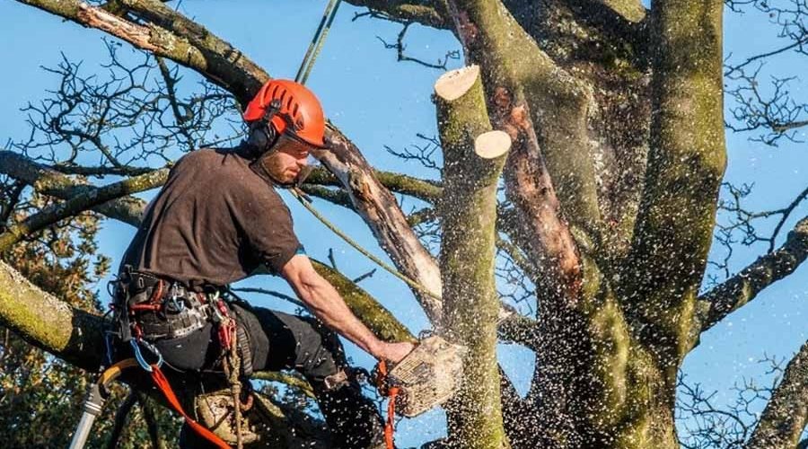 What are the Risks of Tree Trimming in New Orleans