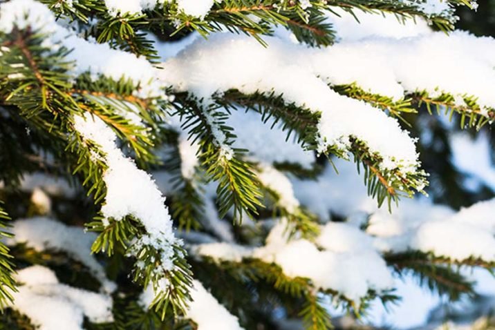 5 Ways to Protect Your Evergreen Trees and Bushes From Winter Damage