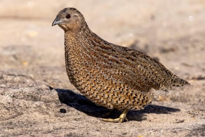 Online Quail Shopping 101