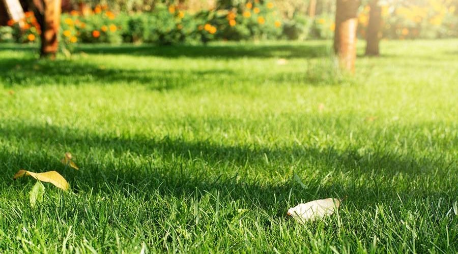 6 Tips For Transitioning Your Dormant Lawn Into A Lush Beauty