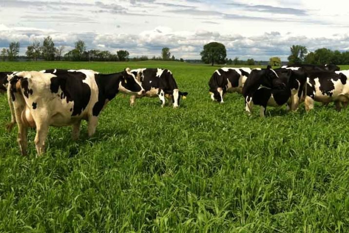 Effective Pasture Management in Cattle Farming