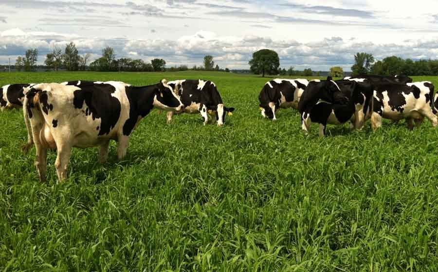 Tips for Effective Pasture Management in Cattle Farming