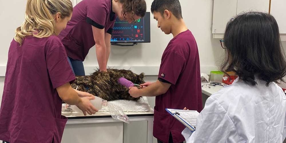 Revealing the Potential of Veterinary Learning Resources