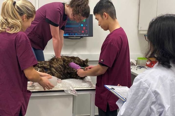 Revealing the Potential of Veterinary Learning Resources