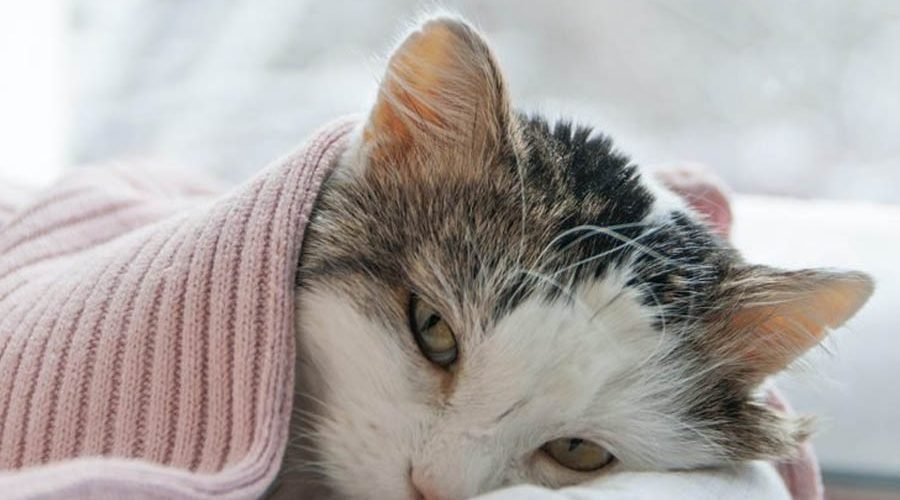 What to Do with a Sick Cat When You Can't Afford a Vet