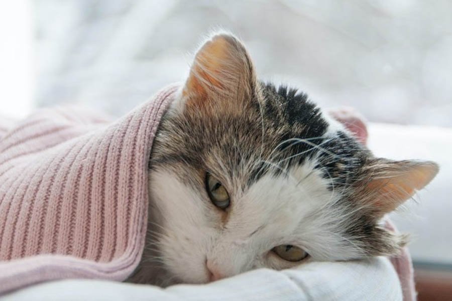 What to Do with a Sick Cat When You Can't Afford a Vet