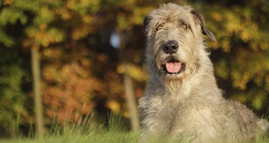 Irish Wolfhound Breed and Pet Insurance