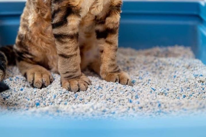 Best Litters For Large Cats