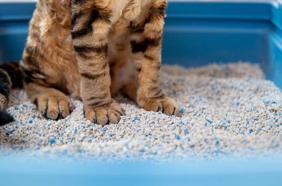 The Best Litters for Large Cat Litter Boxes