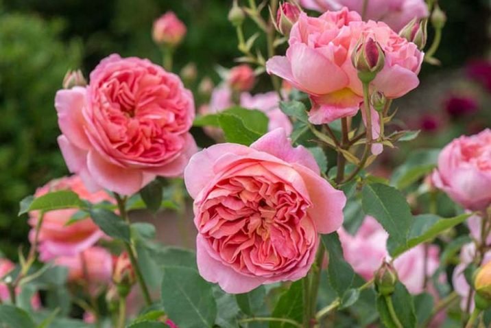 Fragrant Rose Bushes