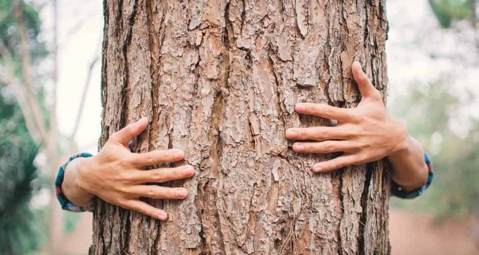 Help Maintain Tree Health