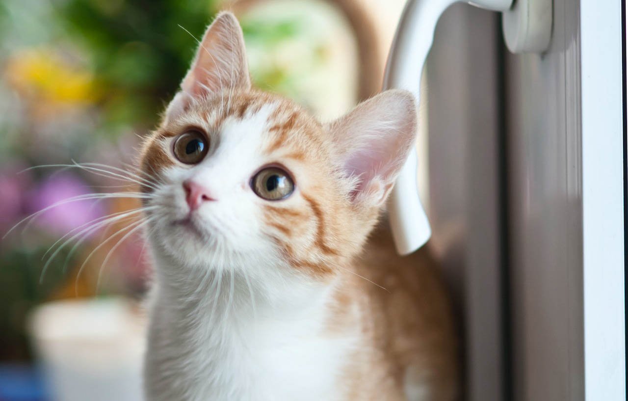 How to Keep Your Home Free of Pet Odors