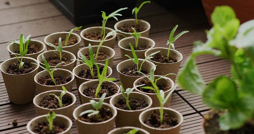 Seeding in paper cup at home balcony