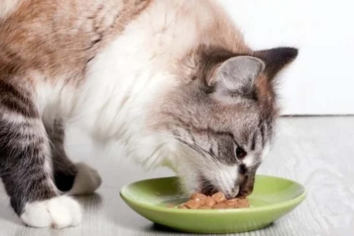 Keeping Cats Happy and Healthy with Wet Food