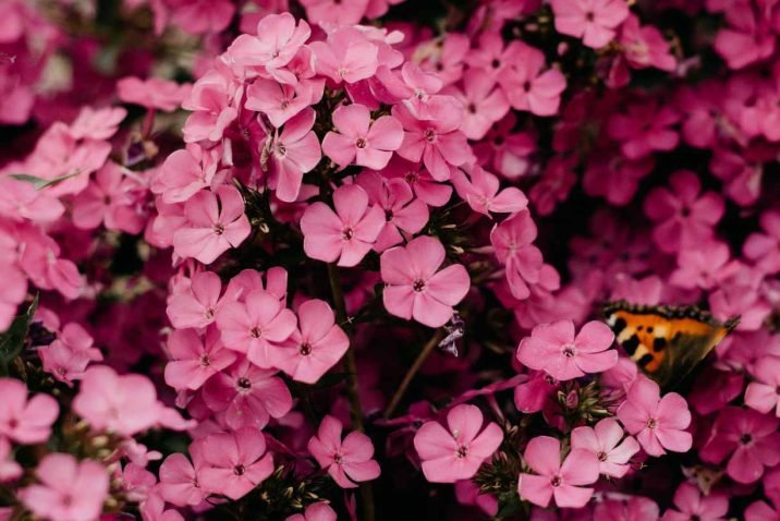 The Influence of Flowers Over The Years