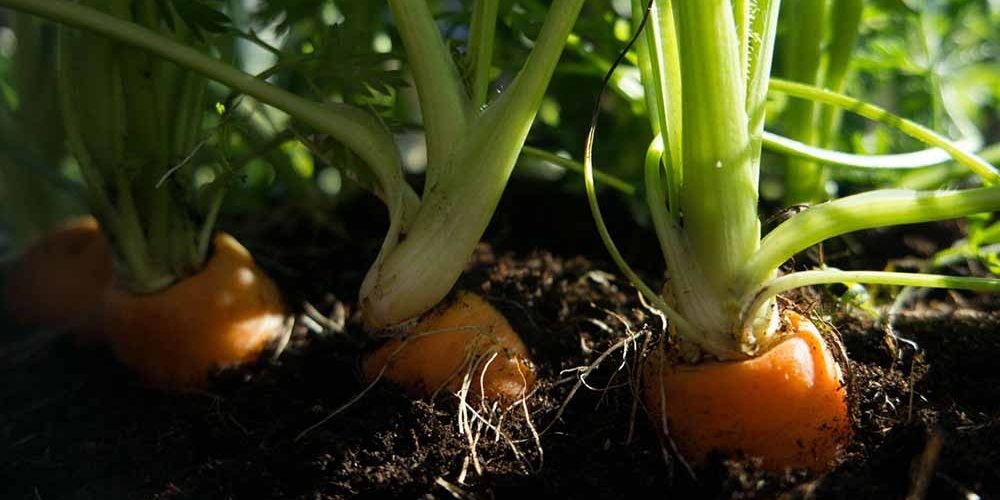 A Comprehensive Guide to Growing Carrots