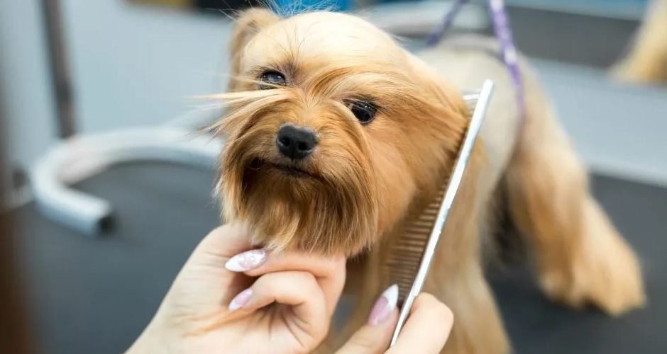 Grooming Different Dog Breeds