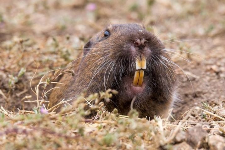 Reliable Gopher Exterminator