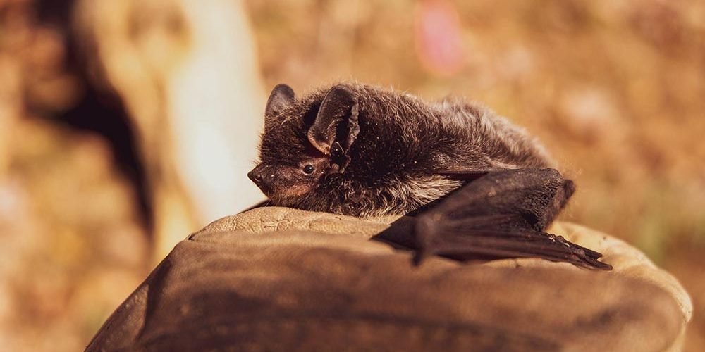 Safely Removing Bats from Your Space