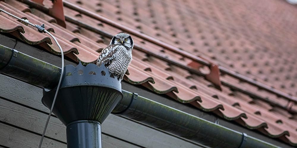 Helpful Tips on How to Maintain Your Gutter System