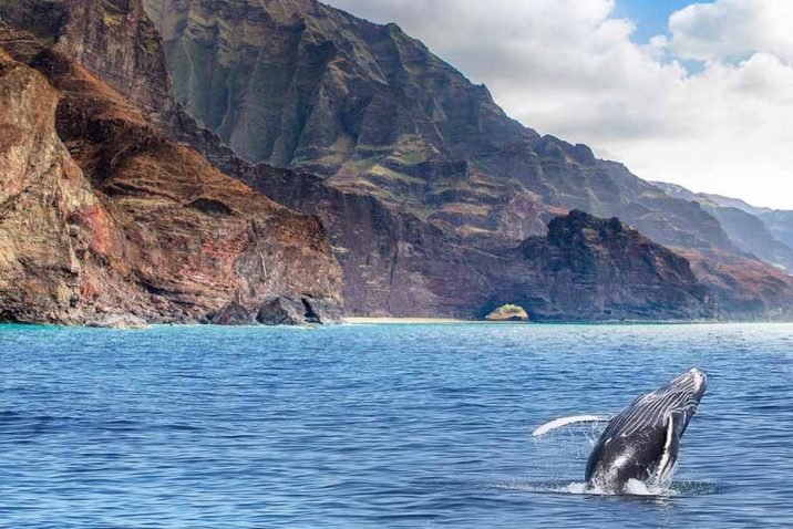 Whale Watching in Kauai