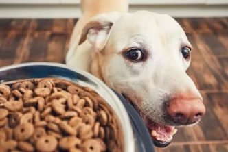 3 Benefits of Ordering Food for Your Canine Companion