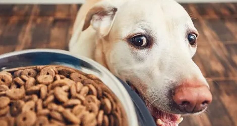 3 Benefits of Ordering Food for Your Canine Companion