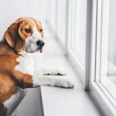 Why Does Dog Boarding Make Sense If You’re a Pet Owner