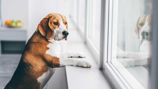 Why Does Dog Boarding Make Sense If You’re a Pet Owner
