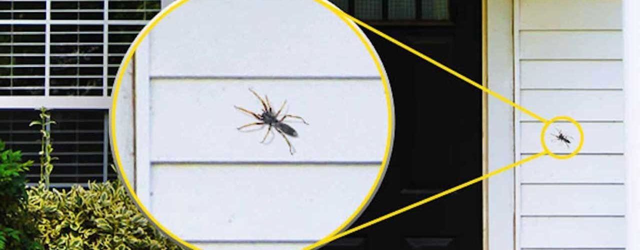 How Can You Stop Creepy Crawlers from Invading Your Home