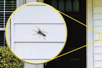 How Can You Stop Creepy Crawlers from Invading Your Home