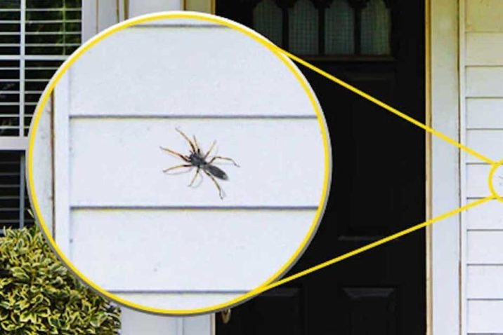 How Can You Stop Creepy Crawlers from Invading Your Home
