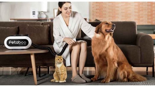 Air-Dry or Blow-Dry? What Pet Owners Are Getting Wrong About Post-Bath Grooming