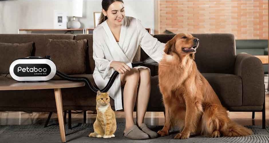 Air-Dry or Blow-Dry? What Pet Owners Are Getting Wrong About Post-Bath Grooming