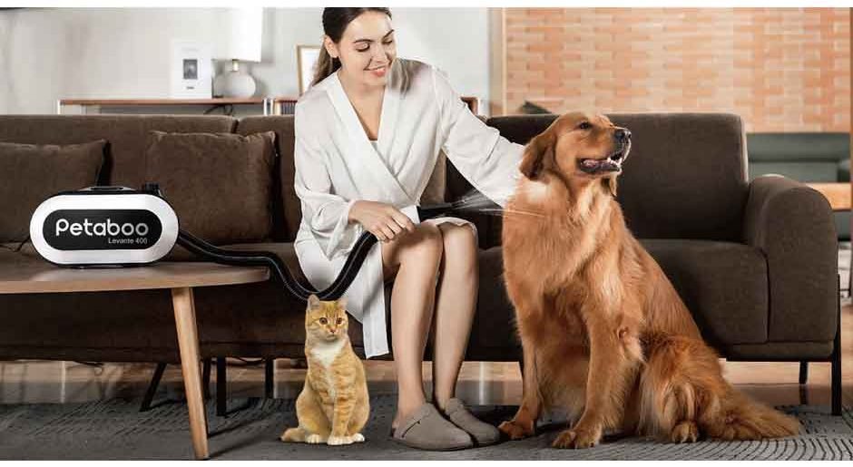 Air-Dry or Blow-Dry? What Pet Owners Are Getting Wrong About Post-Bath Grooming